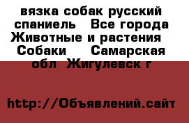 вязка собак русский спаниель - Все города Животные и растения » Собаки   . Самарская обл.,Жигулевск г.